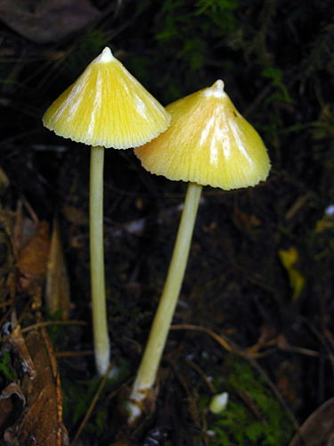 Entoloma murrayi